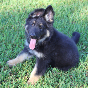 German Shepherd Dog Puppy Vito