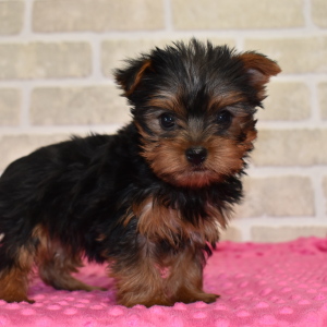 Yorkshire Terrier Puppy Nellie