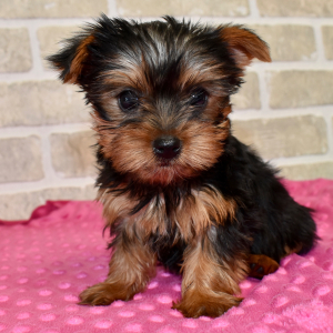 Yorkshire Terrier Puppy Nellie