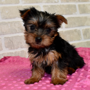 Yorkshire Terrier Puppy Nellie