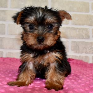 Yorkshire Terrier Puppy Nellie