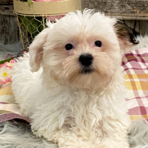 Havanese Puppy Leeza