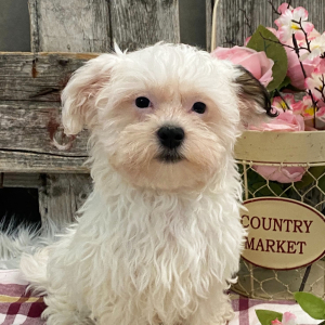 Havanese Puppy Leeza