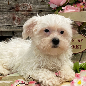 Havanese Puppy Leeza