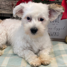 Havanese Puppy Leeza