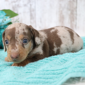 Dachshund Puppy Jupiter