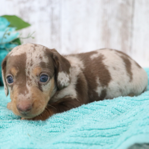 Dachshund Puppy Jupiter