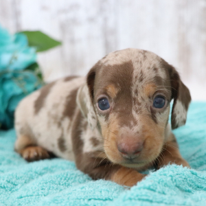 Dachshund Puppy Jupiter