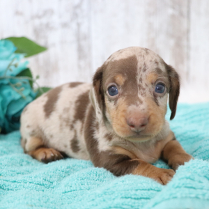 Dachshund Puppy Jupiter