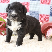 Portuguese Water Dog Puppy Max