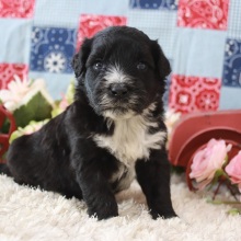 Portuguese Water Dog Puppy Max
