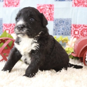 Portuguese Water Dog Puppy Max