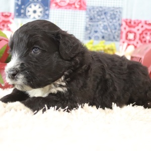 Portuguese Water Dog Puppy Max