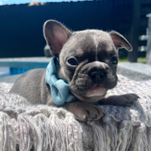 French Bulldog Puppy Pluto