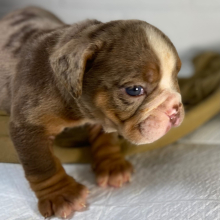 Bulldog Puppy Cina Bun
