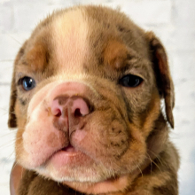 Bulldog Puppy Cina Bun