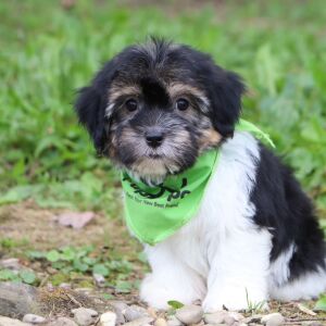 Havanese Puppy Packert