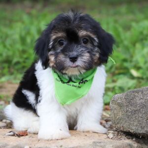 Havanese Puppy Packert