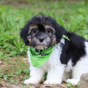 Havanese Puppy Packert