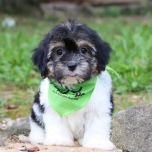 Havanese Puppy Packert