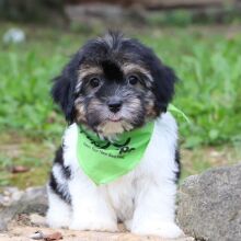 Havanese Puppy Packert