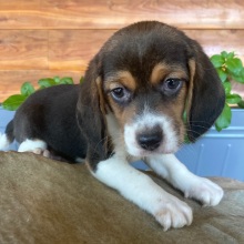 Beagle Puppy Reyna