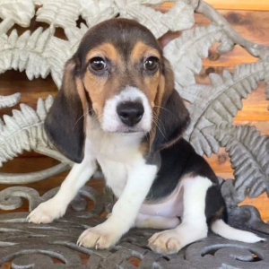 Beagle Puppy Reyna