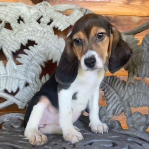 Beagle Puppy Reyna
