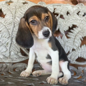 Beagle Puppy Reyna
