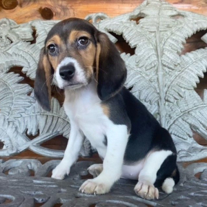 Beagle Puppy Reyna
