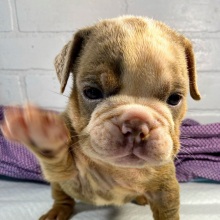 Bulldog Puppy Peanut