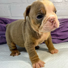 Bulldog Puppy Peanut