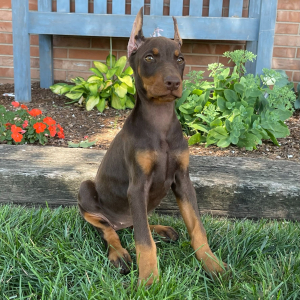 Doberman Pinscher Puppy Daphne