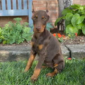 Doberman Pinscher Puppy Daphne