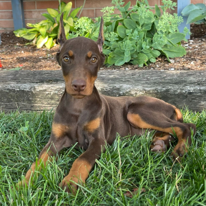 Doberman Pinscher Puppy Daphne