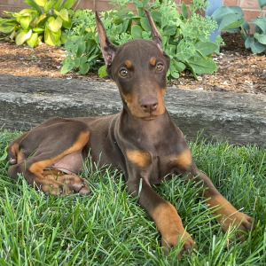 Doberman Pinscher Puppy Daphne