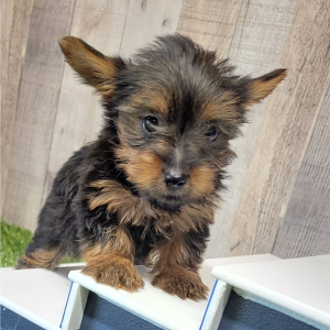 Yorkshire Terrier Puppy Khloe