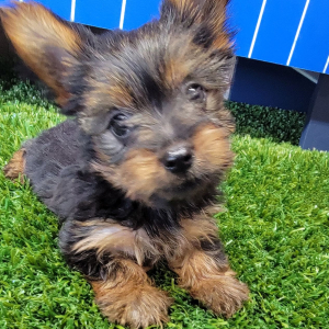 Yorkshire Terrier Puppy Khloe