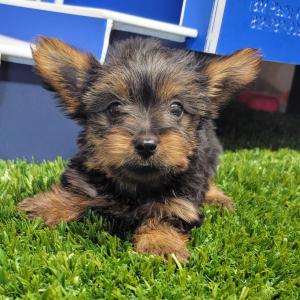 Yorkshire Terrier Puppy Khloe