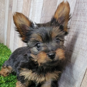 Yorkshire Terrier Puppy Khloe