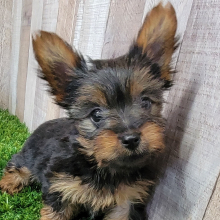 Yorkshire Terrier Puppy Khloe