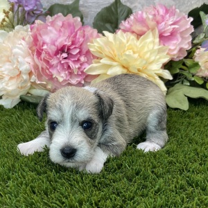 Miniature Schnauzer Puppy Carla