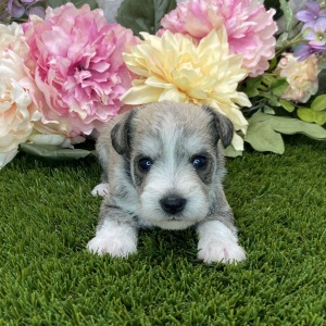 Miniature Schnauzer Puppy Carla
