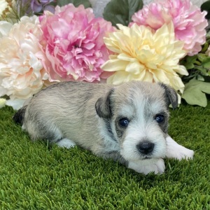 Miniature Schnauzer Puppy Carla