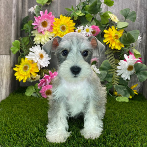 Miniature Schnauzer Puppy Carla