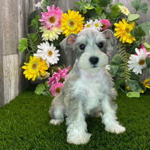 Miniature Schnauzer Puppy Carla