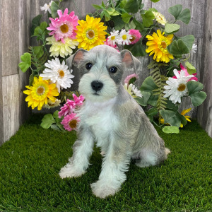 Miniature Schnauzer Puppy Carla