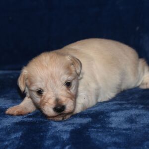 Miniature Schnauzer Puppy Ansen