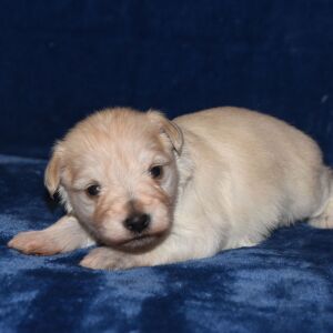 Miniature Schnauzer Puppy Ansen
