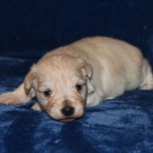 Miniature Schnauzer Puppy Ansen